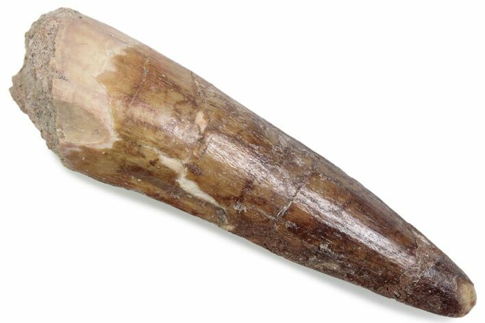 Fossil Spinosaurus Tooth - Feeding Worn Tip #376373